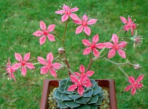 此款多肉植物,冷门不受欢迎,看过它开花才后悔,原来是花仙子