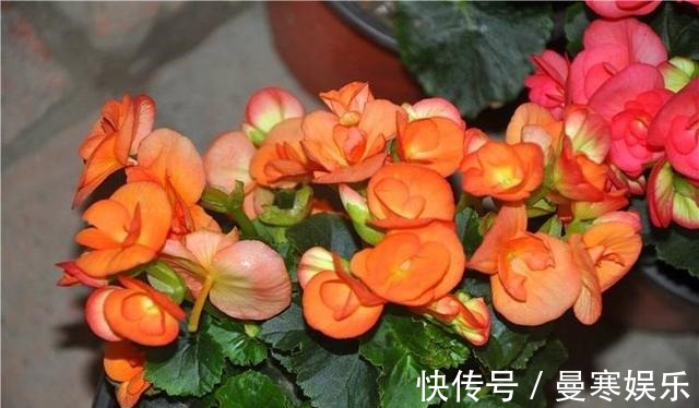 堆肥土|君子兰,四季海棠以下养殖,花苞一波接一波,叶茂花艳花开不断