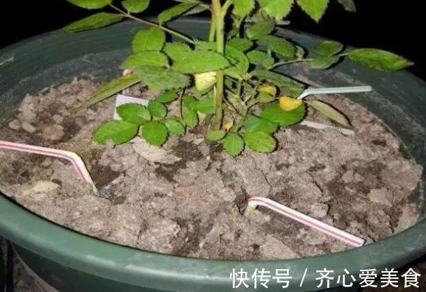旧筷子、吸管不要扔，插到花盆土里，对植物根好处多多