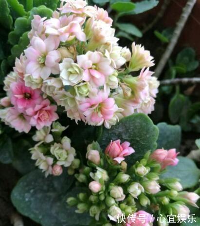 养长寿花,就用“它”,用一次管1年,叶子油绿,花还多,好用!