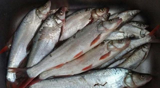 小鱼|钓到这鱼不能摘钩,否则后果很严重,很多钓友一头雾水