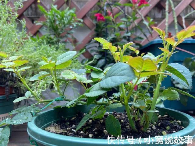 甲硝唑|5种“药”，过期也不要扔，兑水浇花，保花不生“虫和病”