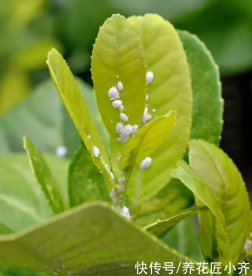 喷药|蚧壳虫身披“蜡质壳”，养花遇到很烦人，记住这几招，全部都消灭