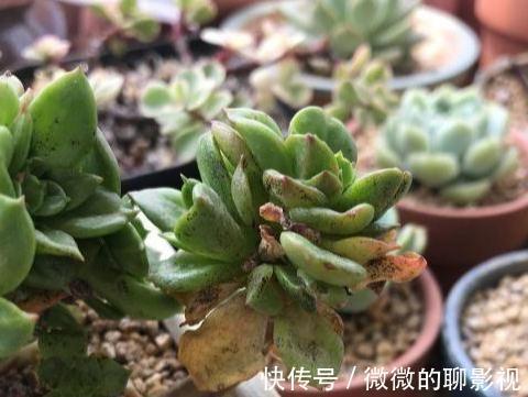 栽种|多肉界的小牡丹花,蜡牡丹多肉,避免踩雷防病有妙招,养出通透感