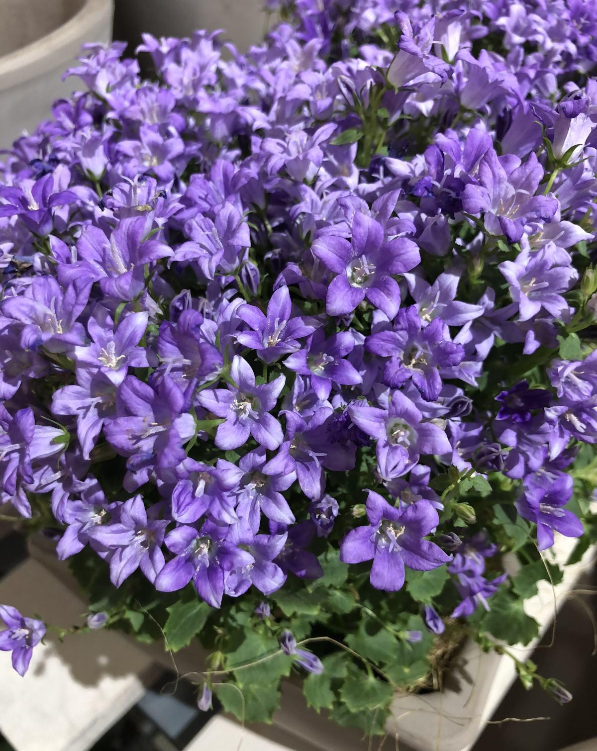 家里养盆蔓性风铃花 掌握4点养护技巧 全年花开不间断 粉紫色 家里养盆蔓性风铃花 掌握4点养护技巧 全年花开不间断 粉紫色