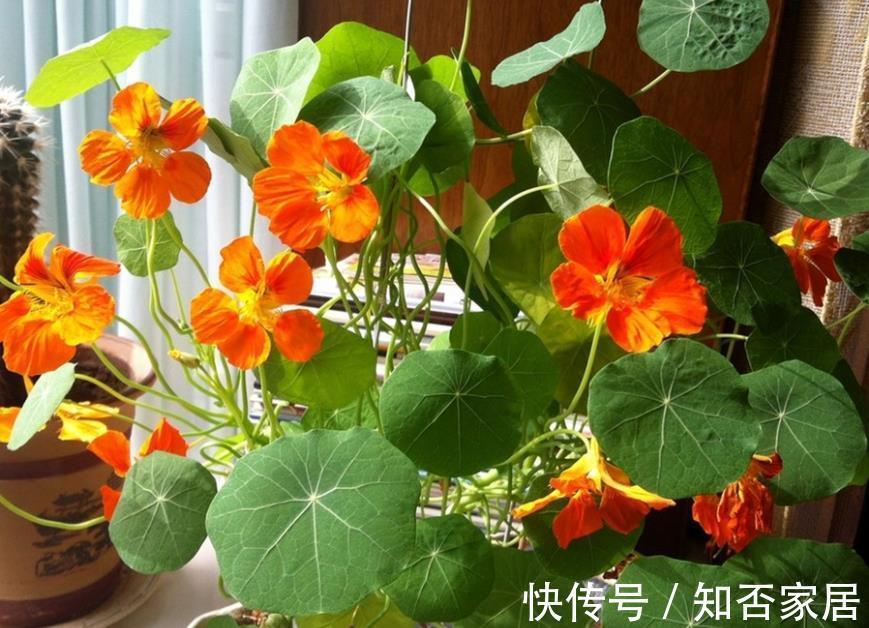 空气干燥器|三伏天,家庭养花,不注意这些地方,害虫爬满盆栽,保不住