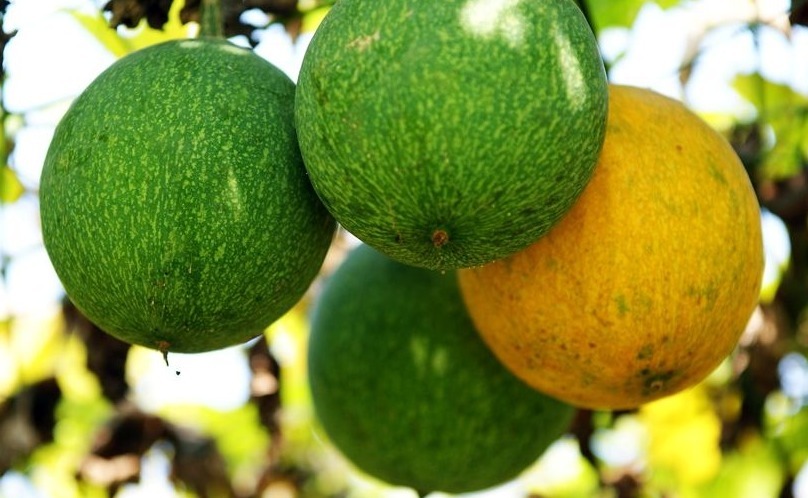 排毒|冬季养生，4种食物每天吃点，排毒养肝，调理血气，促进肝脏解毒