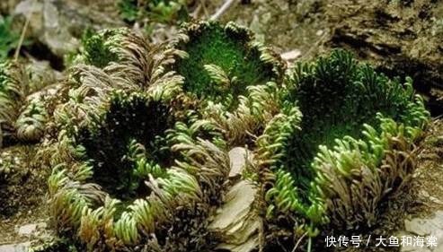 世界十大奇异植物!太妙了!