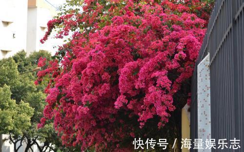 三角梅迟迟不开花，这种浇花水“喷一喷”，红艳艳的花苞长满枝！