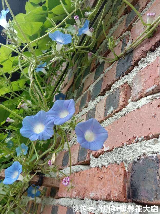 光照|9种花,光照时间越短越容易爆盆,晒太久反而不开花