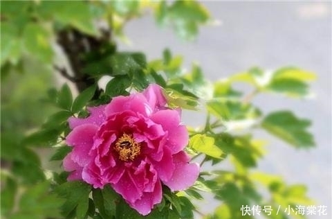 施肥|牡丹的6个养护方法,花开艳压群芳!