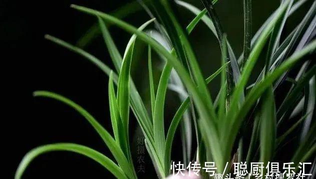 用草木灰养兰花,效果究竟怎样?用对的兰苗旺盛,用错就烂根腐苗