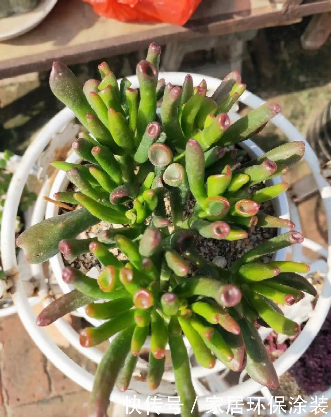 招财进宝|家里养盆它，财源滚滚来，让你新年越来越有钱！