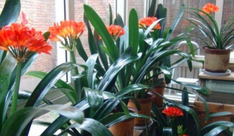 聪明人都养几种花,扔进花盆就能活,3月花儿蹭蹭开!