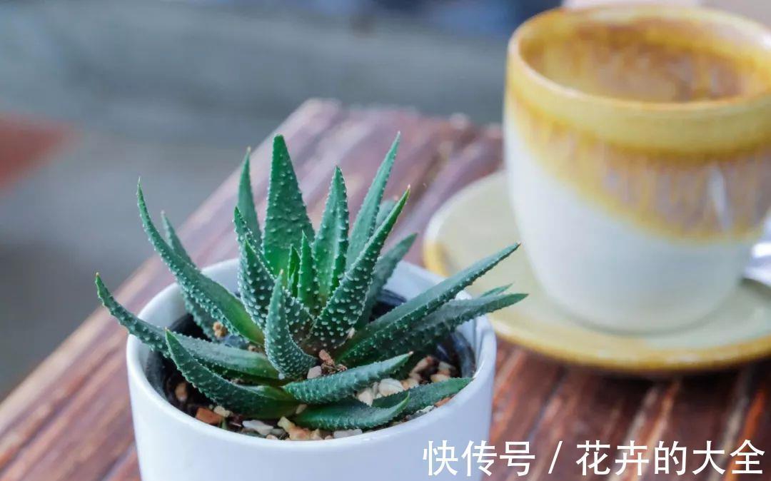 芦荟|夏秋温度高，养芦荟怎么规避黄叶落叶？满足这些条件