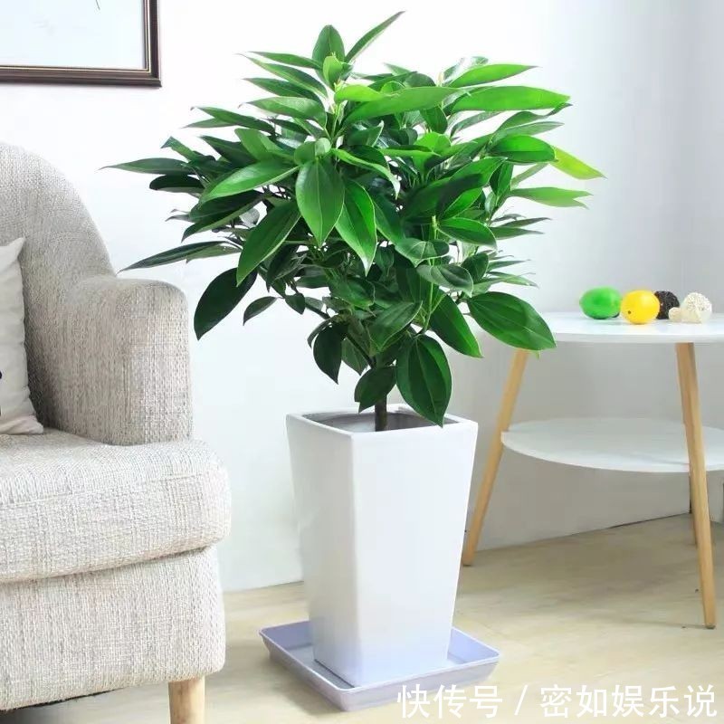 盆景里的镇宅树,桂花树、幸福树、平安树,堪称“吉祥三宝”