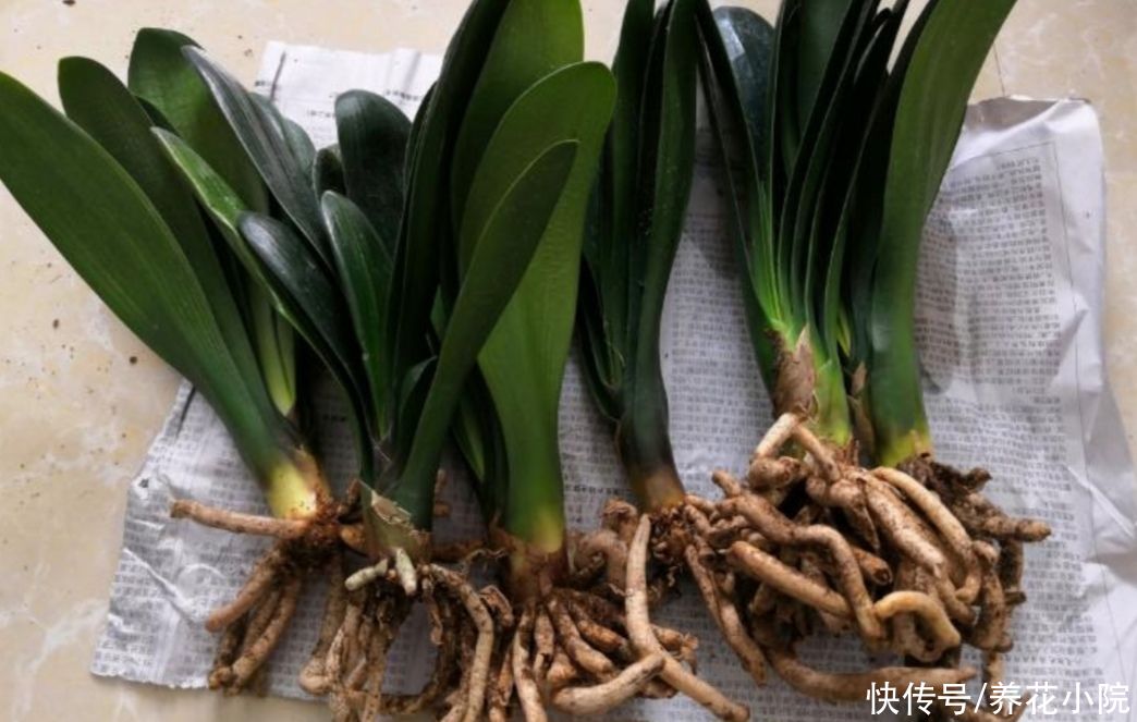 花卉|夏天养花有“3忌”，做错一样，不是烂根就黄叶，难熬过夏天