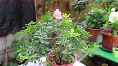 “花中西施”杜鹃也会“黄脸、起皱”，善用一物，妙手回春！