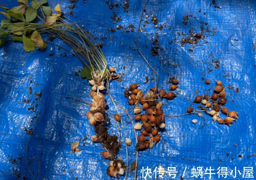 金枝玉叶|30℃以上,10种花就先别养了,买一盆死一盆,别怪我没提醒你