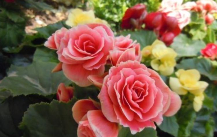 漂亮|邻居逛花市,只买这“3种花”,开花漂亮又好养,越养越上瘾