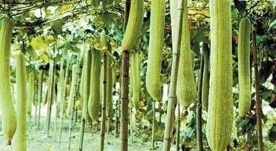 花盆底下垫点这个东西,花草直接长疯了,养花十年不烂根