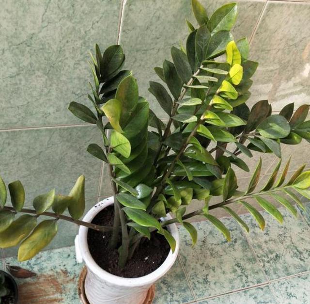 天热养花换土满足2条件，注重3细节，植株方可服盆快、不僵苗