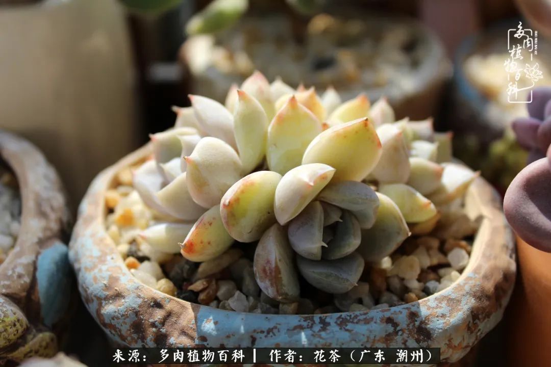 放松心情，静享愉悦，阳光下的多肉是最美的！