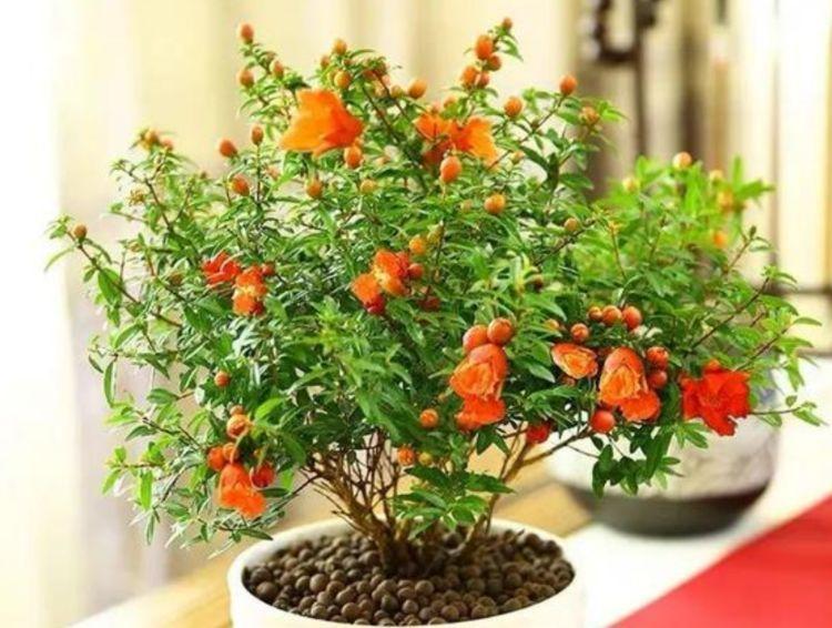 喜欢养花，不如养盆石榴，花色多又艳，四季花开不停，美