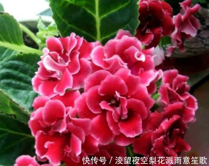 “此花”没有哪种花能与之“媲美”,堪比玫瑰和牡丹,娇艳绚丽!