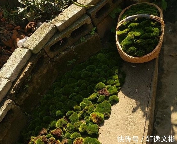 装饰|农村遍地都是的植物,用来装饰盆景美翻了,网上卖200块一斤