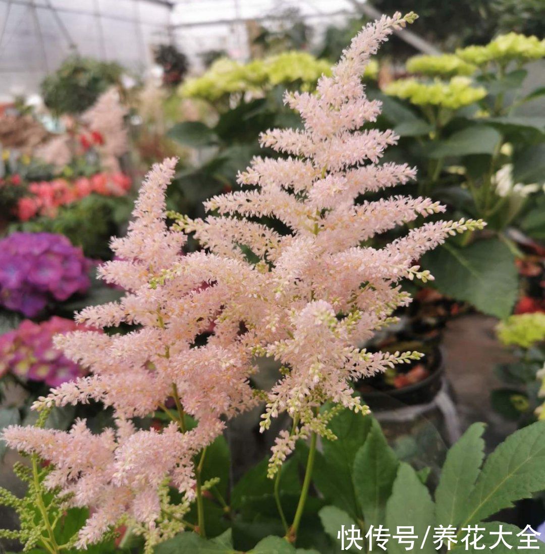 绿萝|家里别只养绿萝，15种精致耐阴花，光照不好也能长很美