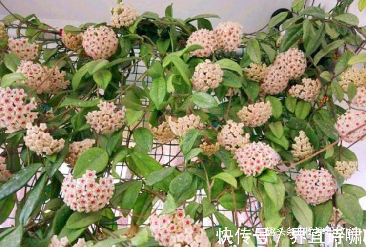 阳台养这几朵花,花开不断,沾点水就疯长,开花勤还爱爆盆,美