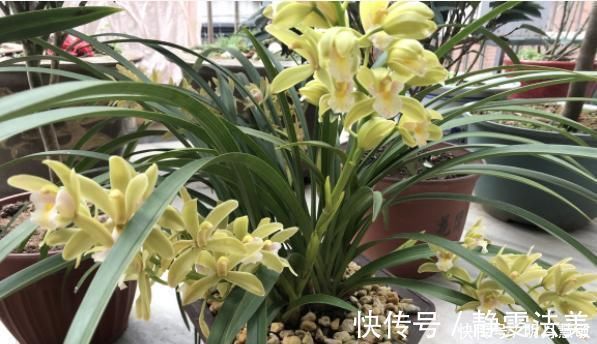 养兰高手养兰花，都有“专用肥”，易吸收养分足，一般人都不知道