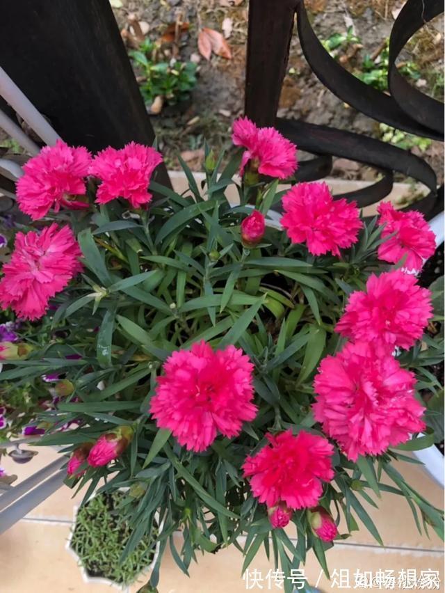 这花爆开50朵，剪几枝送人倍有面子，比买鲜花强多了！