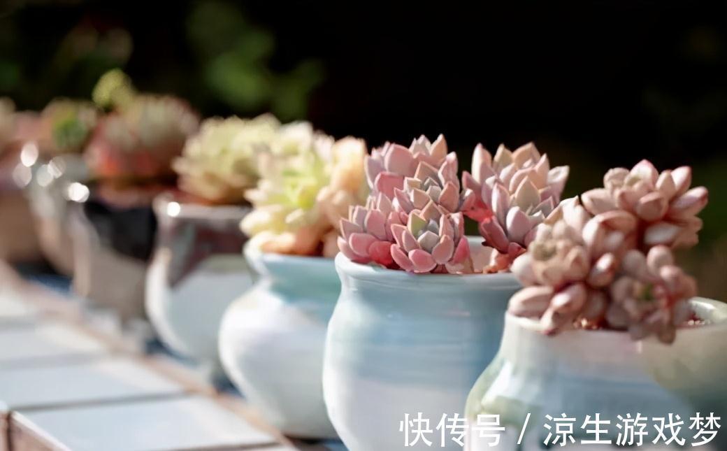 养花的你,知道这种小石头有多神奇吗