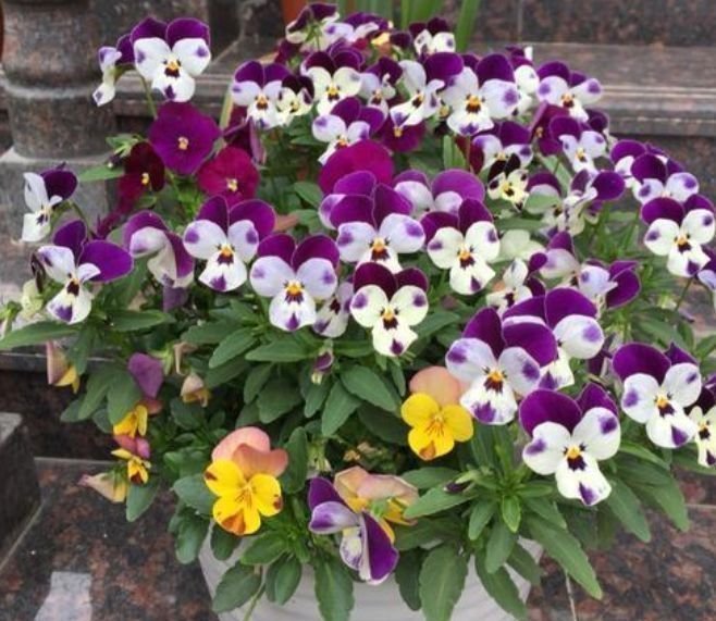 此种花很好养，耐热耐晒更耐旱，浇水就疯长，开花爆盆很容易