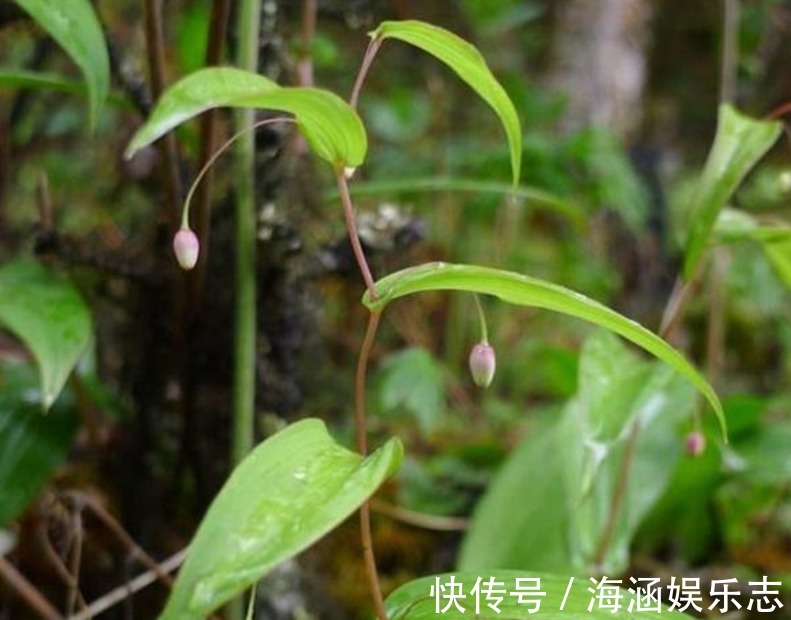 农村|农村一种草叫“鹿鞭草”,滋补效果好,男人喜欢用它泡酒喝