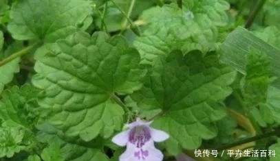农村|农村一种血救野菜，可以活命，现在市场上一斤20块！