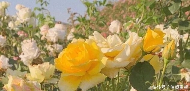 好看真的那么重要吗?