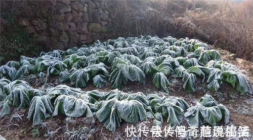 白萝卜|霜打过的菜为何甜？这4种菜不怕冻，别错过最后一种，越冷越好吃