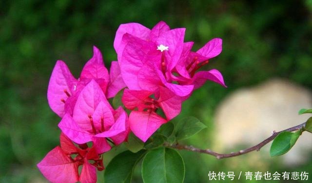 爆盆|养花就养3种耐旱花,耐热耐晒还耐寒,开花爆盆很容易,漂亮极了