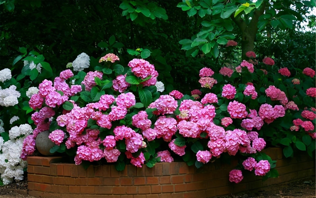 颜值担当|想要打造“高级”花园,春天种上“4种花”,颜值高,爱开花