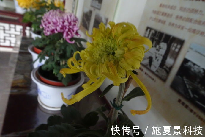 喜欢花卉，不如养盆“叶子花”，花色艳丽，多姿多彩，漂亮极了！