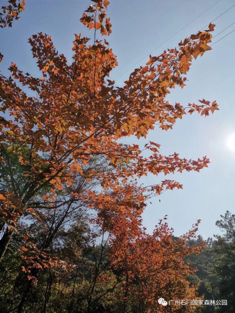 从莞深高速|石门国家森林公园第十八届红叶观赏节明天开幕！