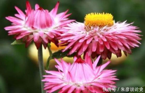 冬天养此款花卉,花色繁多易爆盆,娇艳欲滴美极了