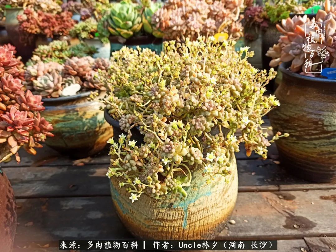 多肉植物|多肉庭院慢生活种一片多肉,喝一杯果酒,泡一壶清茶!