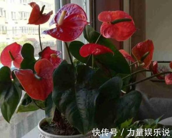 什么花可一年开四季盆栽上4种植物,个个都能全年花开不停歇