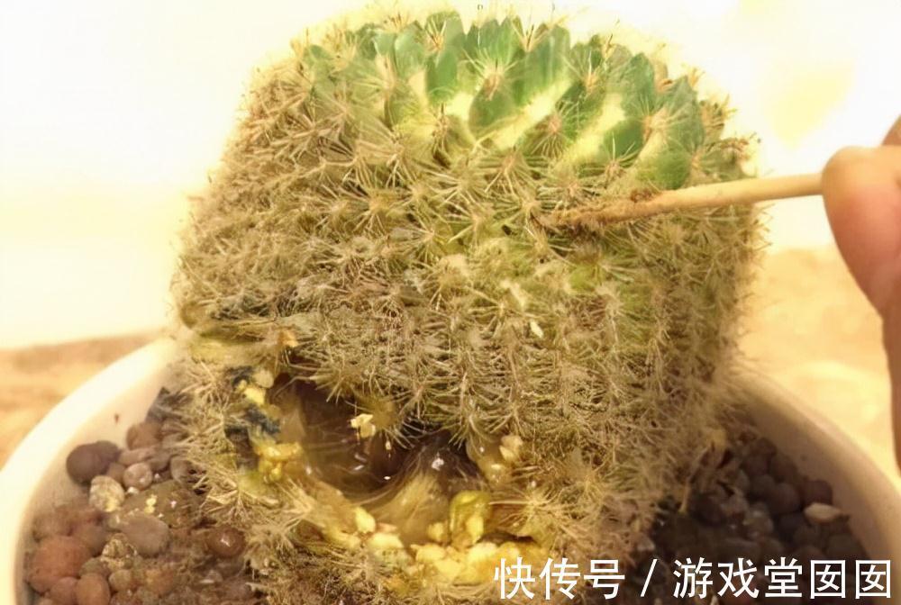 有5种花很矫情,淋雨分分钟烂给你看,能养好的都是大神