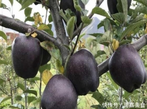 不常见的5种“黑色”水果,吃过3种以上的,应该是个美食主义者
