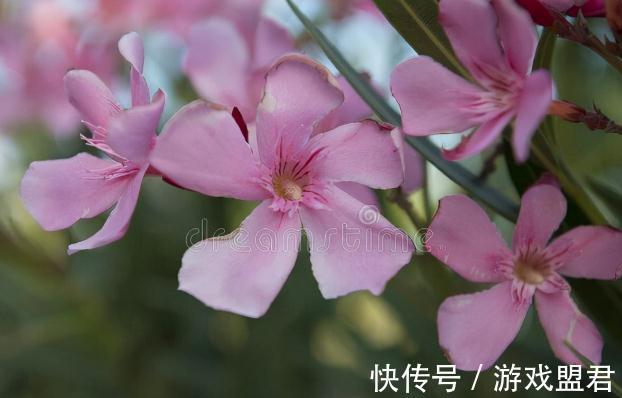 特爱“吃土”的8种花，该换盆时就换盆，别偷懒